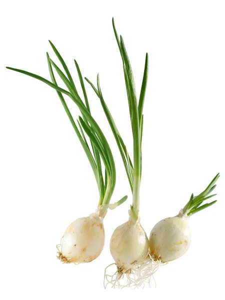 Onion Green Leaves Salad — Stock Photo, Image