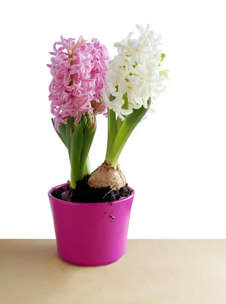 Doftande Söt Hyacint Blomma Närbild — Stockfoto