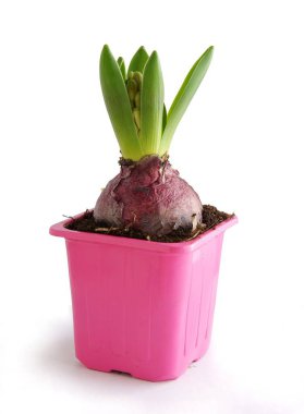 Bahar bitkisi sümbülü çiçek açıyor.