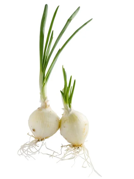 Onions Green Leaves Spicy Vegetable — Stock Photo, Image