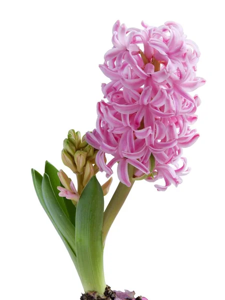 Spring Plant Hyacinth Blossoming Close — Stock Photo, Image