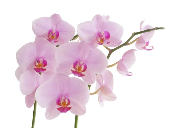 Vackra Rosa Blommor Orkidé Phalaenopsis Närbild — Stockfoto