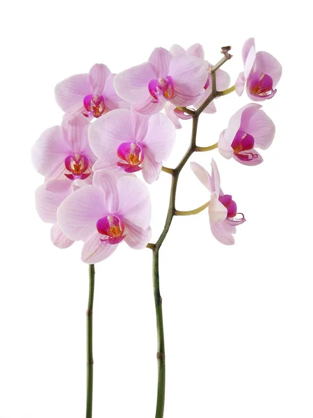 Vackra Rosa Blommor Orkidé Phalaenopsis Närbild — Stockfoto