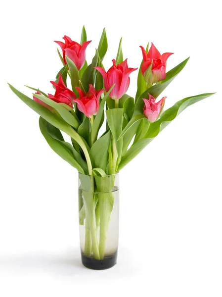 Posy Red Tulips Isolated Close — Stock Photo, Image