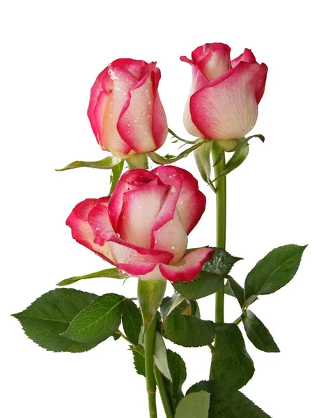 Bella Rosa Rosa Con Petali Bagnati Vicino — Foto Stock