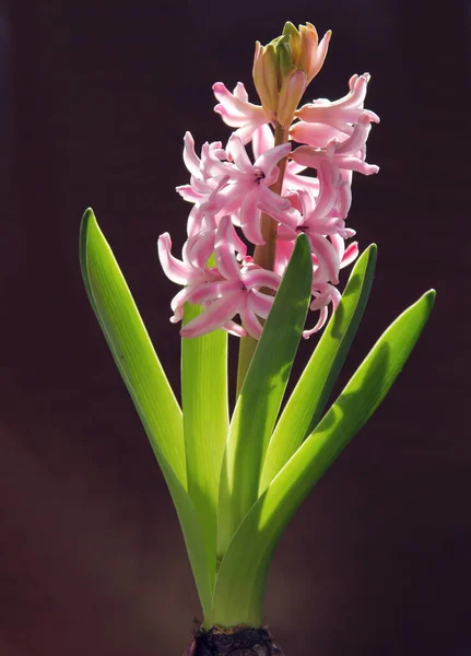 百合花的美丽花朵春天植物的近缘 — 图库照片