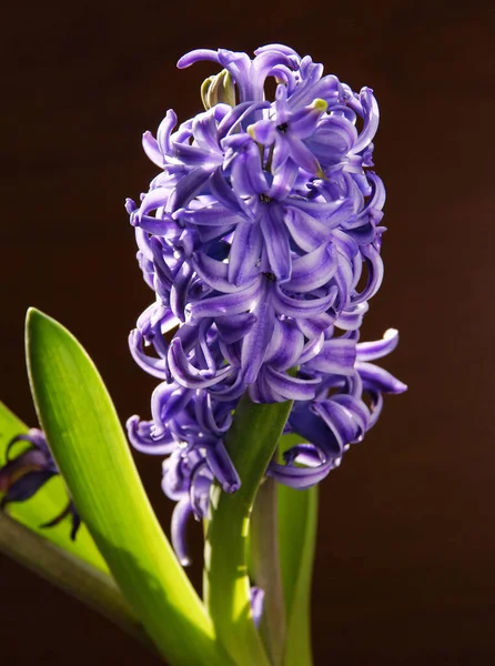 Mooie Bloemen Van Hyacint Lente Plant Close — Stockfoto