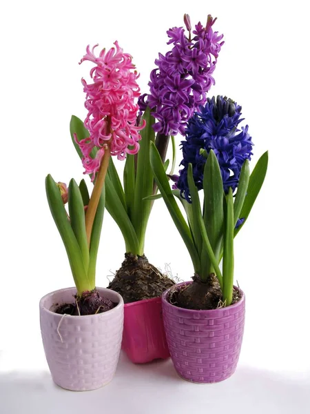 Beautiful Flowers Hyacinth Spring Plant Close — Stock Photo, Image