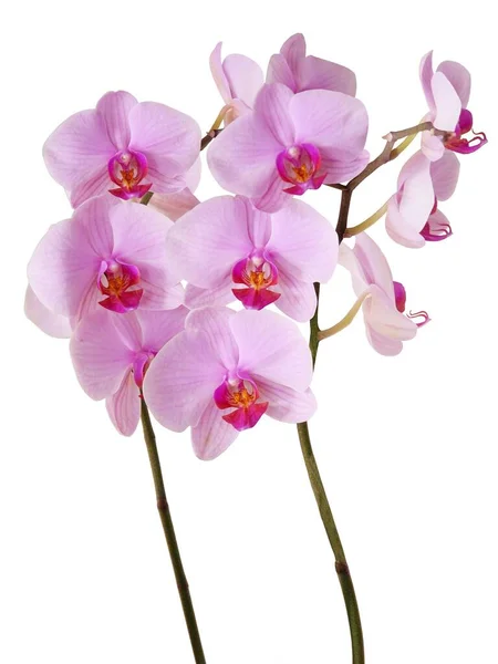 Vackra Rosa Blommor Orkidé Phalaenopsis Närbild — Stockfoto