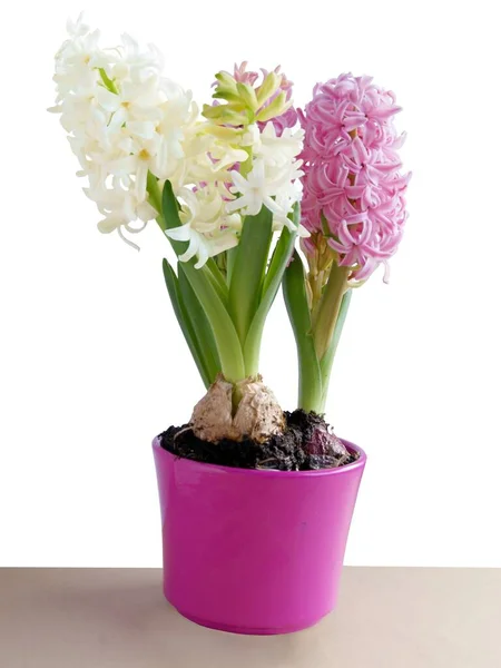 Vackra Blommor Hyacint Våren Växt Närbild — Stockfoto