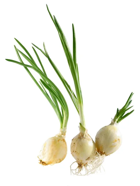 Onions Bulbs Green Leaves Close — Stock Photo, Image