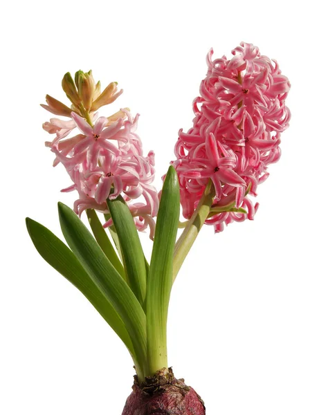 ชฤด ใบไม Hyacinth ดอกไม ใกล — ภาพถ่ายสต็อก