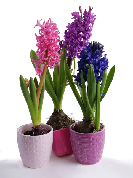 Spring Plant Hyacinth Blossoming Close — Stock Photo, Image