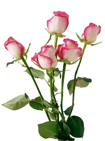 Ładny Różowy Róża Zbliżenie Górę Odizolowany — Zdjęcie stockowe