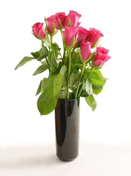 Hübsche Rosa Rose Aus Nächster Nähe Isoliert — Stockfoto