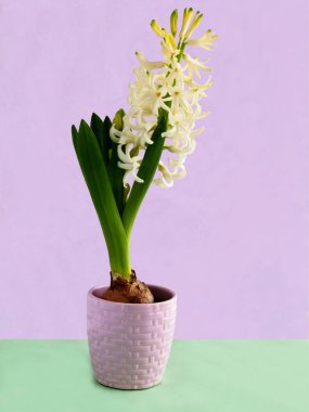 Beyaz sümbül. Yakından izole edilmiş.