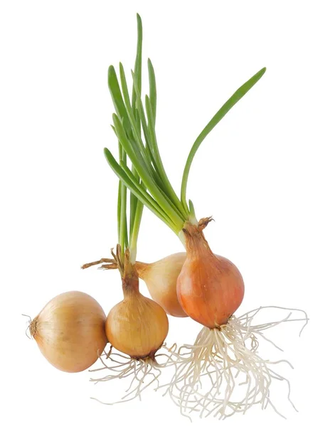 Onions Green Leaves Tasty Vegetable — Stock Photo, Image