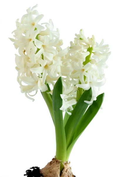 Blooming White Hyacinth Isolated Close — Stock Photo, Image