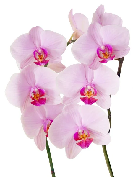 Flores Rosa Vermelhas Orquídea Phalaenopsis Perto — Fotografia de Stock