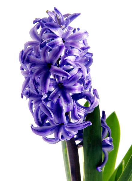 Fragrant Spring Plant Hyacinth Close — Stock Photo, Image