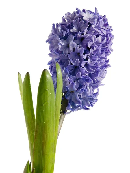 Fragrant Spring Plant Hyacinth Close — Stock Photo, Image