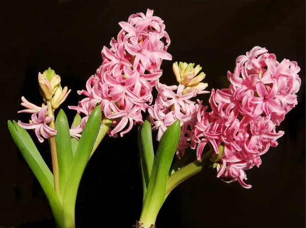 Fragrant Spring Plant Hyacinth Close — Stock Photo, Image