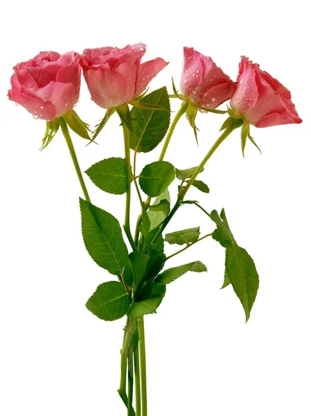 Różowa Róża Pączek Zbliżenie — Zdjęcie stockowe