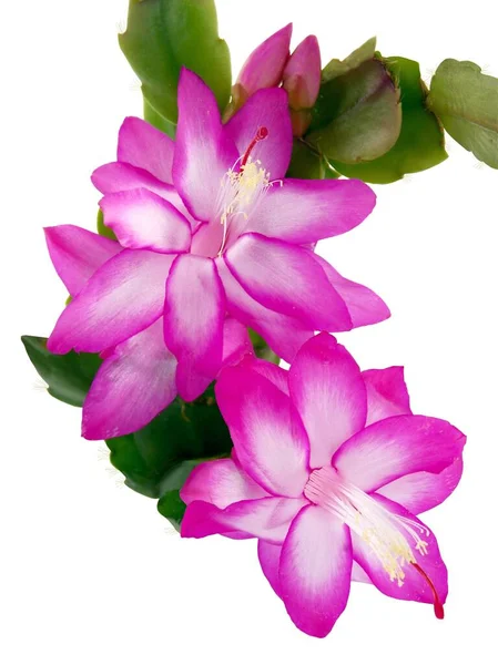 Fiori Viola Bianchi Succulenta Dicembre Schlumbergera Vicino — Foto Stock