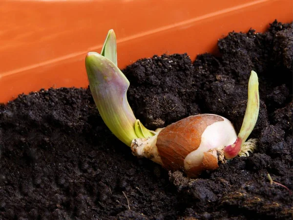 Tulip Bulbs Germination Spring Close — Stock Photo, Image