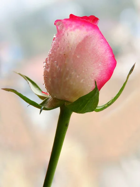 粉红的玫瑰和花蕾紧密相连 — 图库照片