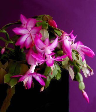 Lezzetli Epifilum 'un güzel pembe ve beyaz çiçekleri