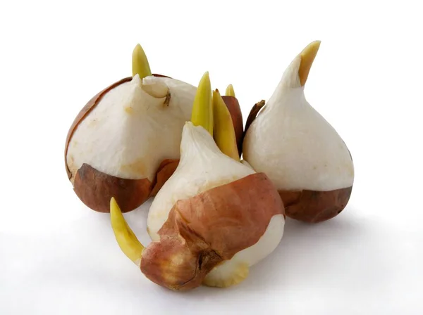 Bulbos Tulipán Germinación Primavera Cerca — Foto de Stock