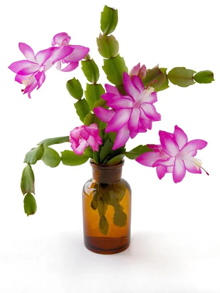 Graziosi Fiori Rosa Bianchi Succulento Epifilum Vicino — Foto Stock