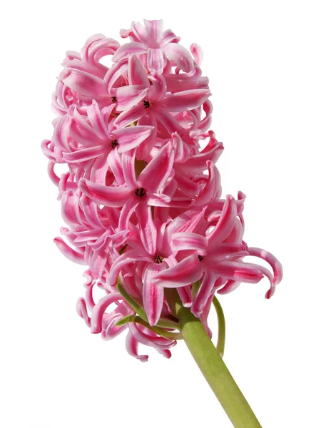 Pretty Flower Fragrant Spring Hyacinth Close — Stock Photo, Image