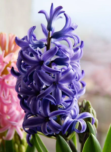 Hübsche Blüte Der Duftenden Frühlingshyazinthe Aus Nächster Nähe — Stockfoto