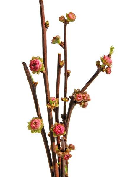 プルヌス トリボバのピンクの花と蕾を閉じます — ストック写真