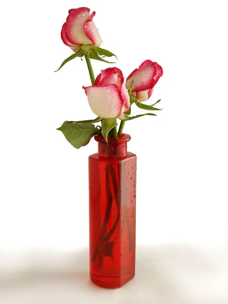 ピンクと赤の花びらのバラの花と蕾を閉じて — ストック写真