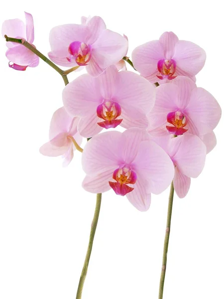 Orquídea Phalaenopsis Close Isolado — Fotografia de Stock