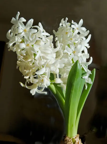 风信子植物的白色花朵近缘 — 图库照片