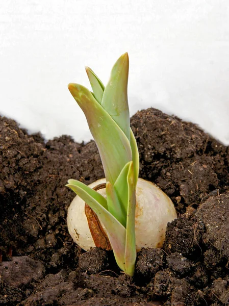 Tulip Bulb Green Sprout Close — Stock Photo, Image