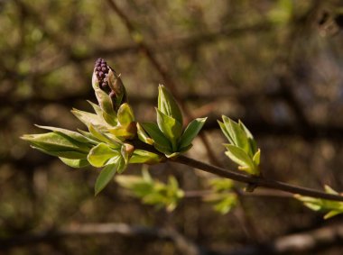 Leylak çalısı dalları ve tomurcukları yakın.