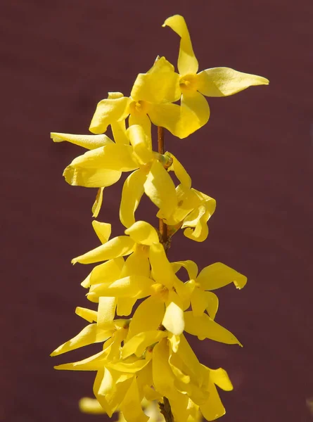 Gula Blommor Forsythia Buske Våren — Stockfoto