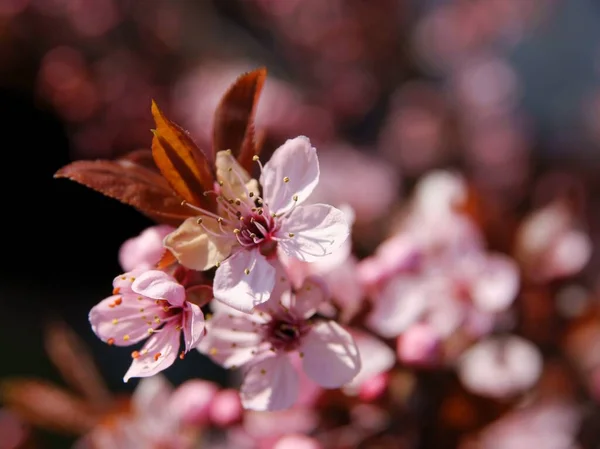 Bonitas Flores Rosadas Malus Purpurea Primavera — Foto de Stock