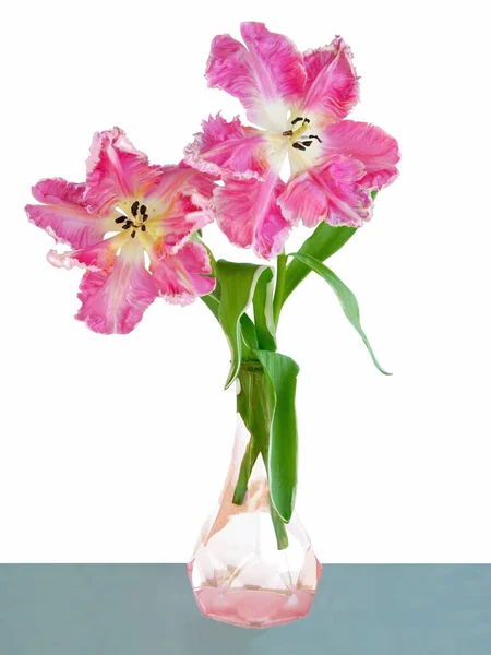 Vackra Tulpaner Våren Närbild Isolerad — Stockfoto