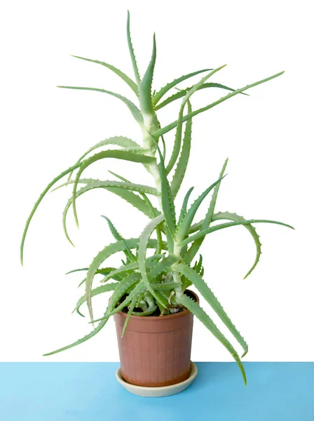 Pianta Vaso Aloe Come Pianta Domestica Vicino — Foto Stock