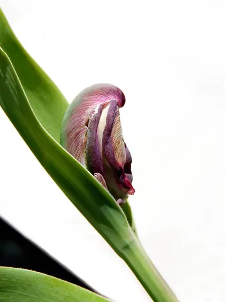Бутон Растущего Цветка Тюльпана Близко — стоковое фото