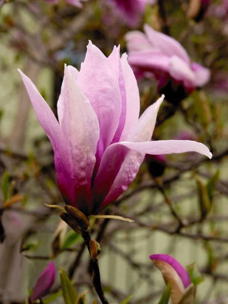 Magnolia Ağacının Güzel Pembe Çiçeği Yaklaş — Stok fotoğraf