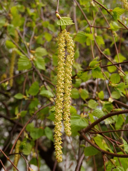 Långa Catkins Blommande Björk Träd Våren — Stockfoto