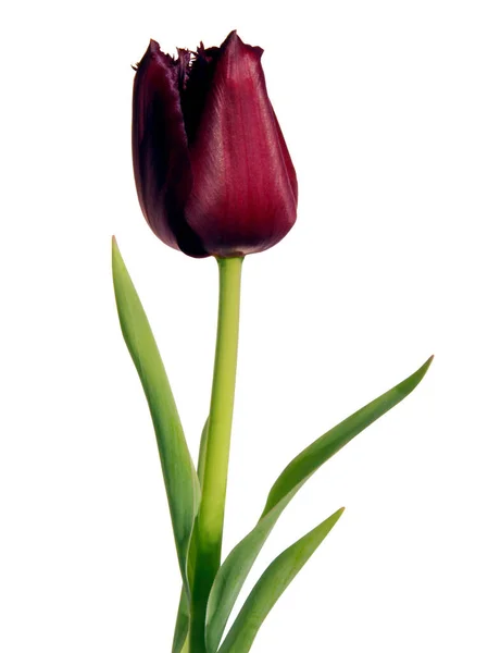 Grazioso Tulipano Con Petali Rossi Profondi Vicino — Foto Stock
