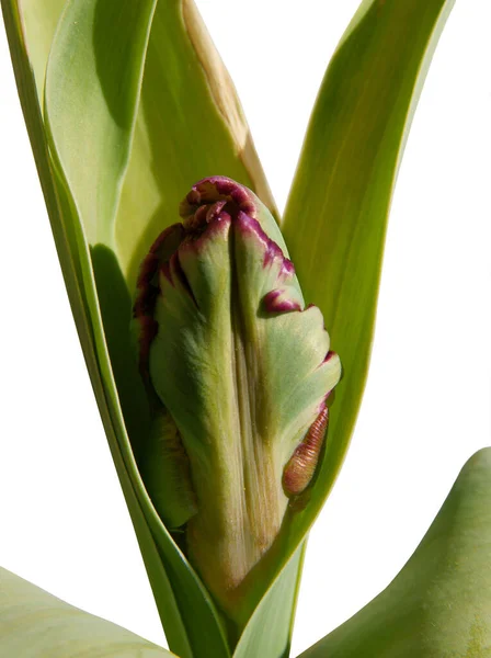 開花前にチューリップ植物の芽を育てる — ストック写真